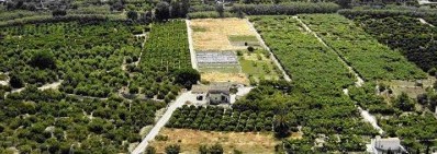 Nuestras plantaciones